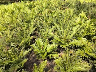翠绿蕨类植物景观