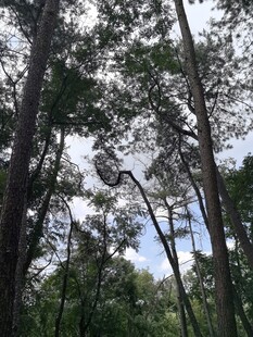 茂密树林中的天空一角
