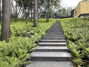 林间石阶