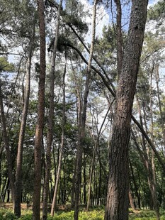 茂密松林景观