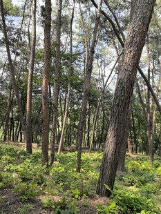 茂密森林中的树木与植被