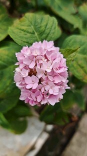 粉色绣球花特写