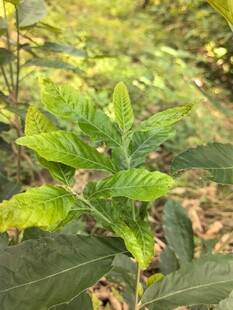 绿叶植物特写