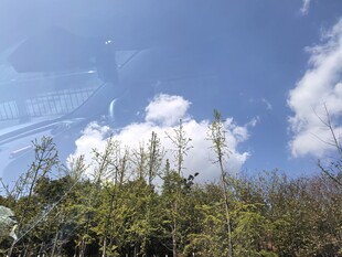 蓝天绿植间的清新景致