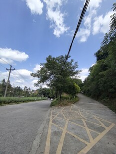 乡村道路旁的绿树蓝天