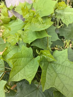 翠绿繁茂的绿叶植物
