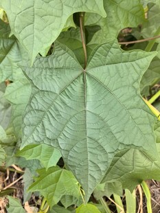 五角形叶片的绿色植物
