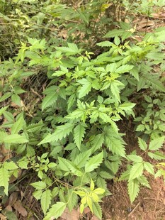 茂盛的绿色植物