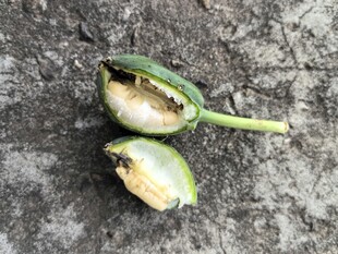 被啃食的绿色植物果实
