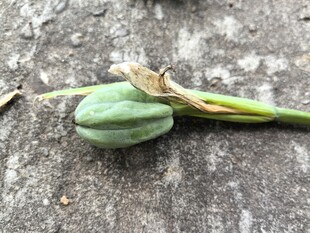 地上的绿色植物果实
