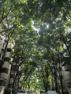 林荫下的城市建筑景观