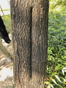 树干特写