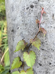 石上攀爬的嫩绿藤蔓