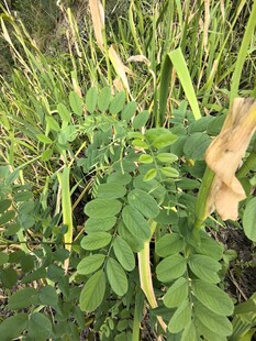 野外生长的绿色植物
