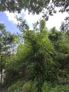 茂密树林中的绿意景致