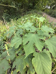 路边生长的大片绿叶植物