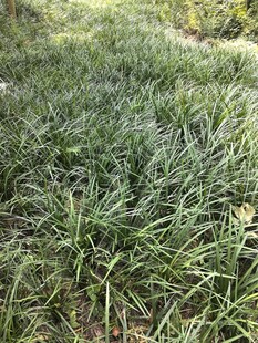 茂密葱郁的草地景观