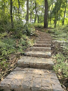 林间石阶