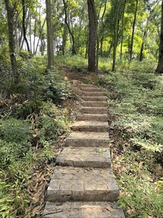 林间石阶小径