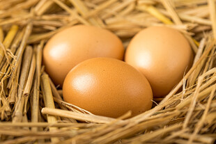 稻草窝中的三颗鲜鸡蛋