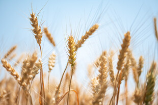 金黄麦穗在蓝天映衬下