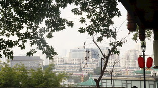 城市林间景致
