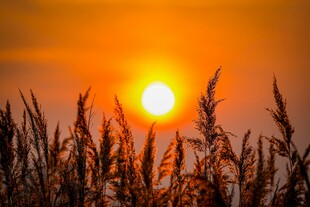 夕阳下的芦苇美景