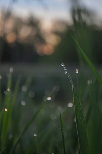 晨露中的嫩绿青草