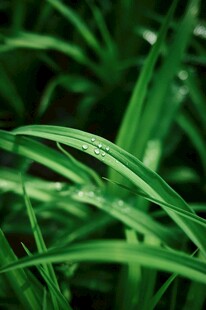 带露青草