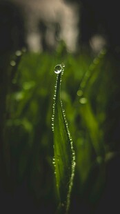 草尖露珠