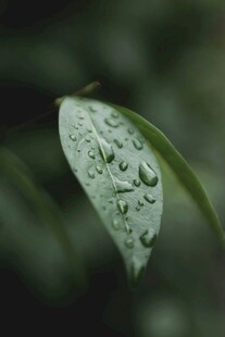 带水珠的翠绿叶片