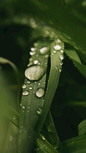 草叶上晶莹的露珠