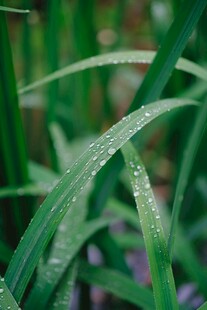 带露青草