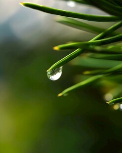 松针上的晶莹露珠