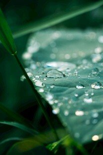绿叶上晶莹的水珠