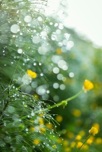 雨后绿植上晶莹的水珠