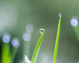 草尖露珠