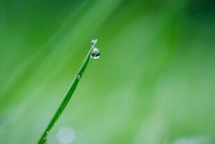 草尖上的晶莹露珠