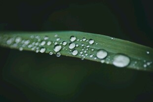 叶片上晶莹的水珠