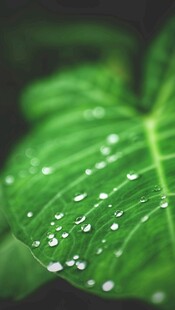 绿叶上的晶莹水珠