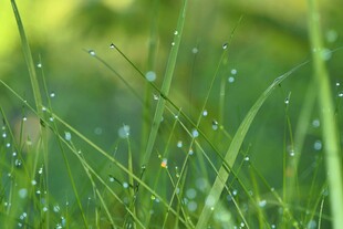 清晨带露珠的嫩绿小草