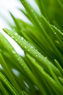 带露珠的嫩绿青草