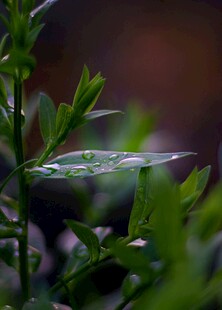 绿叶上晶莹的水珠