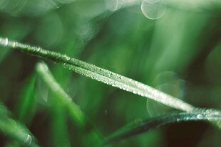 清晨露珠点缀的嫩绿青草