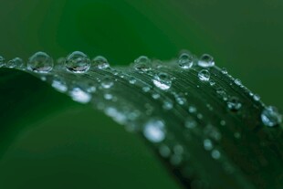 绿叶上晶莹的水珠