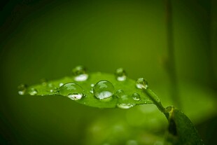 绿叶上晶莹的水珠