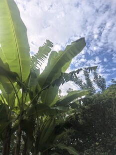 阳光下的繁茂香蕉植株