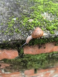 蜗牛