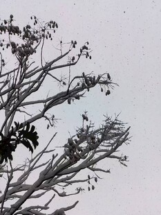 枯树枝头的萧瑟景象