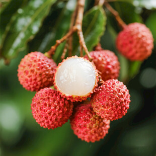 新鲜剥开的饱满荔枝